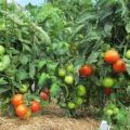 Apa jenis tomato yang tumbuh rendah yang terbaik untuk tanah terbuka