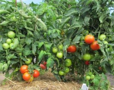 What varieties of low-growing tomatoes are best for open ground