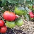 Caractéristiques et description de la variété de tomate naine mongole, sa culture et son rendement