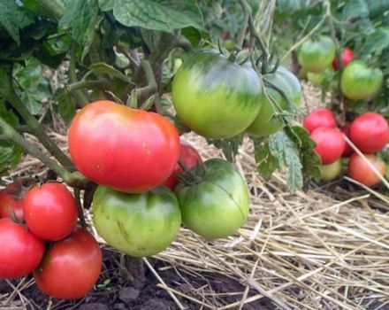 Características y descripción de la variedad de tomate enano mongol, su cultivo y rendimiento.