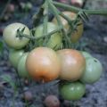 Characteristics of the Cinderella tomato variety, cultivation features