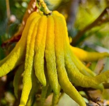 Descripción de la variedad cidra de la mano de Buda, reglas de plantación y cuidado en el hogar.