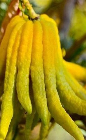 Description of citron of the Buddha Hand variety, rules of planting and care at home