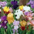 Description des variétés d'iris barbus, plantation et soins en plein champ