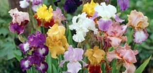 Description des variétés d'iris barbus, plantation et soins en plein champ