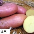 Descripción de la variedad de patata Arosa, características de cultivo y rendimiento.