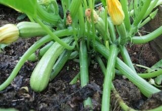 Is it possible to cut the lower leaves of zucchini in the open field and should it be done