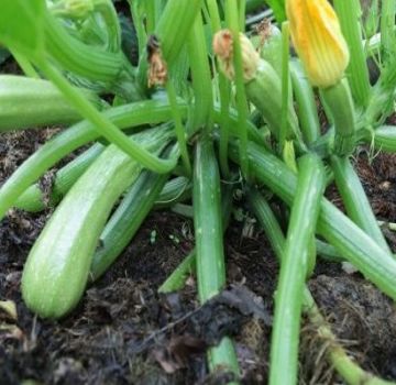 Is it possible to cut the lower leaves of zucchini in the open field and should it be done