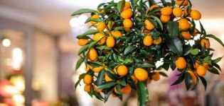 Description of Tashkent lemon variety, growing and care at home