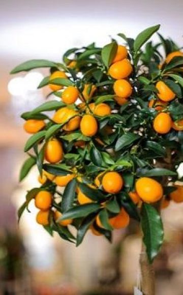 Description of Tashkent lemon variety, growing and care at home