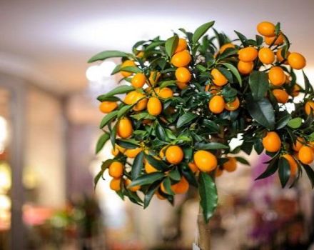 Description of Tashkent lemon variety, growing and care at home