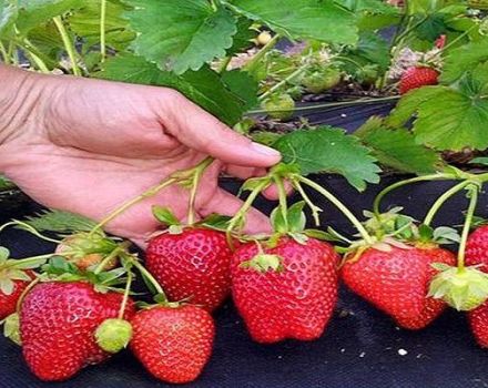 Description and characteristics of the Arosa strawberry variety, cultivation technology