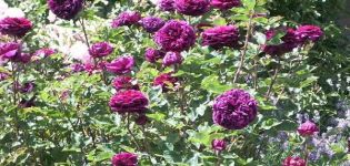 Description and characteristics of the climbing rose of the Prince variety, growing rules