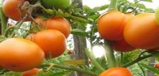 Description of the tomato variety Charm, its characteristics and cultivation