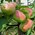 Description et caractéristiques de la variété de pomme Romarin, dans quelles régions elle porte mieux ses fruits