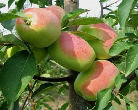 Description et caractéristiques de la variété de pomme Romarin, dans quelles régions elle porte mieux ses fruits