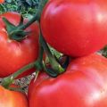 Characteristics and description of the tomato variety King of large