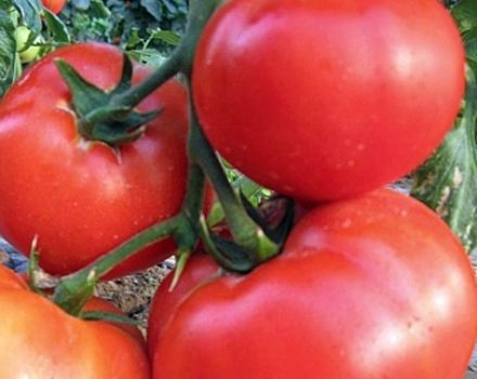 Characteristics and description of the tomato variety King of large