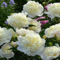 Description and characteristics of the peony variety Duchess de Nemours, growing rules