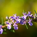 Types and varieties of rosemary with names, cultivation and care