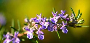 Types and varieties of rosemary with names, cultivation and care