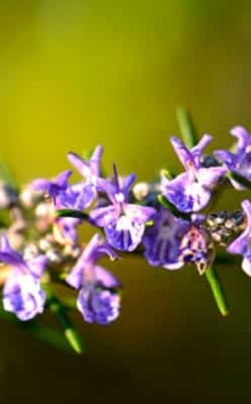 Types and varieties of rosemary with names, cultivation and care