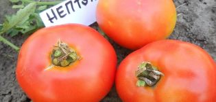 Description de la variété de tomate Neptune et de ses caractéristiques