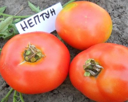 Description of the tomato variety Neptune and its characteristics