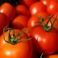 Las mejores variedades de tomates para campo abierto en Bashkiria.