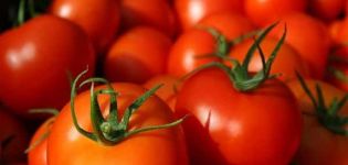 Las mejores variedades de tomates para campo abierto en Bashkiria.