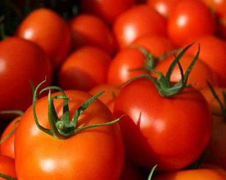 Jenis tomato terbaik untuk tanah terbuka di Bashkiria