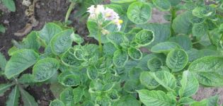 Why potatoes curl: what kind of disease it is and how to treat it, control measures