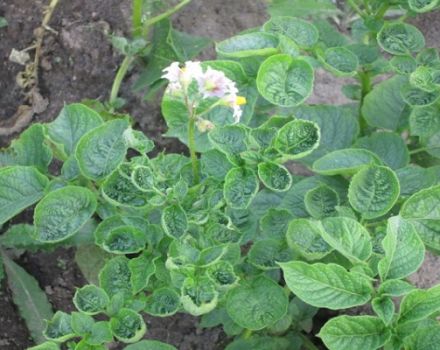 Why potatoes curl: what kind of disease it is and how to treat it, control measures