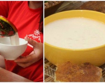 How to make kumis from goat milk at home and shelf life