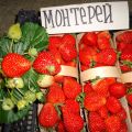 Descripción y características de las fresas de Monterey, plantación y cuidado.