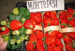 Description et caractéristiques des fraises de Monterey, plantation et entretien