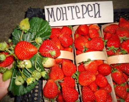 Descripción y características de las fresas de Monterey, plantación y cuidado.