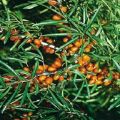 Description of the best varieties of sea buckthorn, low-growing and frost-resistant, thornless, juicy and sweet