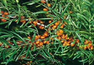 Penerangan mengenai jenis terbaik buckthorn laut, tumbuh rendah dan tahan fros, tanpa duri, berair dan manis