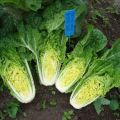 Growing and caring for Chinese cabbage in the open field