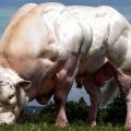 Las 10 razas de vacas más grandes del mundo y el tamaño de los poseedores del récord