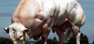 Top 10 largest breeds of cows in the world and the size of the record holders