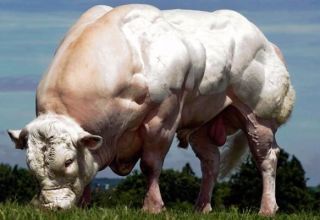 Top 10 largest breeds of cows in the world and the size of the record holders