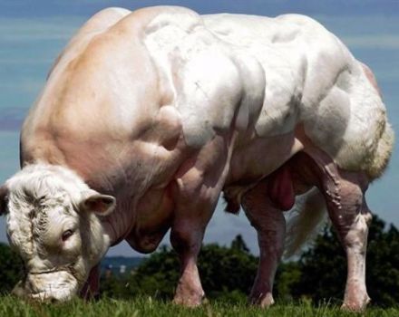 Top 10 largest breeds of cows in the world and the size of the record holders