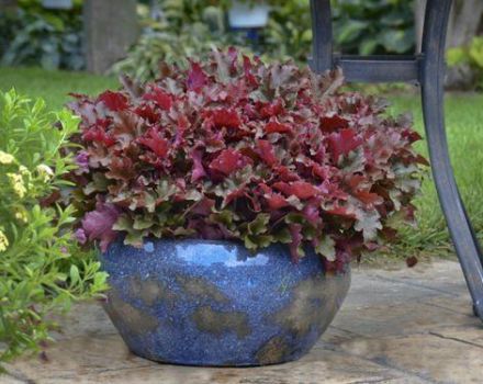 Planter et entretenir Heuchera en plein champ, description des meilleures variétés et reproduction