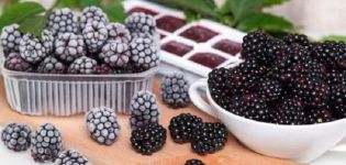 How to properly store fresh blackberries, drying berries and shelf life