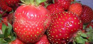 Description of strawberries varieties Moscow delicacy, planting and care