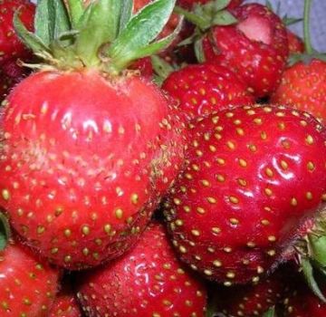 Description des variétés de fraises Délicatesse, plantation et entretien de Moscou