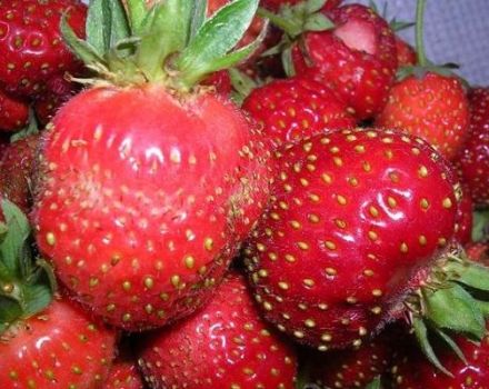 Penerangan mengenai varieti strawberi makanan istimewa, penanaman dan penjagaan Moscow