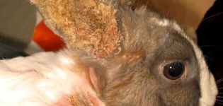 Symptoms and treatment of ear diseases in rabbits at home